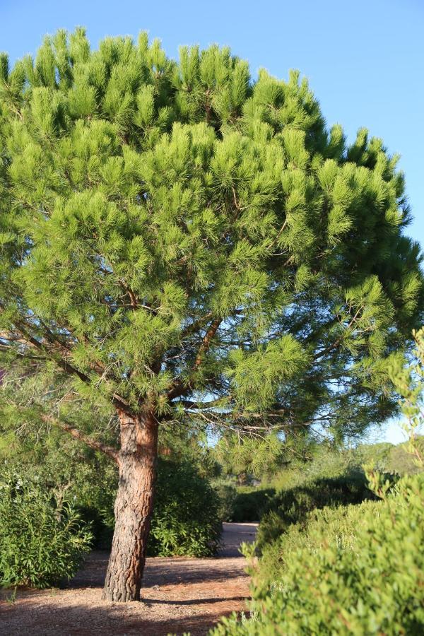 Casa Mia Aparthotel Porto-Vecchio  Eksteriør bilde